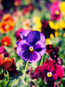 Preview wallpaper pansies, flowers, bright, colorful, different, close-up