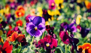 Preview wallpaper pansies, flowers, bright, colorful, different, close-up