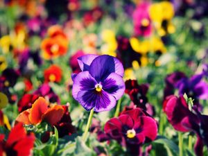 Preview wallpaper pansies, flowers, bright, colorful, different, close-up