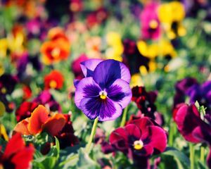 Preview wallpaper pansies, flowers, bright, colorful, different, close-up