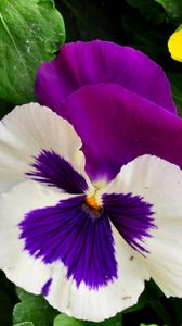 Preview wallpaper pansies, flowers, bright, flowerbed, green, close-up