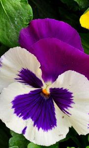 Preview wallpaper pansies, flowers, bright, flowerbed, green, close-up