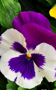 Preview wallpaper pansies, flowers, bright, flowerbed, green, close-up