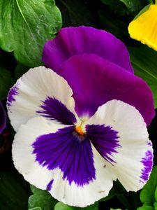 Preview wallpaper pansies, flowers, bright, flowerbed, green, close-up