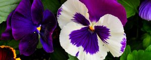 Preview wallpaper pansies, flowers, bright, flowerbed, green, close-up