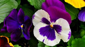 Preview wallpaper pansies, flowers, bright, flowerbed, green, close-up