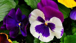 Preview wallpaper pansies, flowers, bright, flowerbed, green, close-up