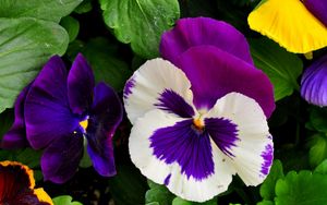 Preview wallpaper pansies, flowers, bright, flowerbed, green, close-up