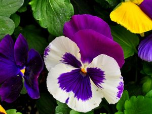 Preview wallpaper pansies, flowers, bright, flowerbed, green, close-up