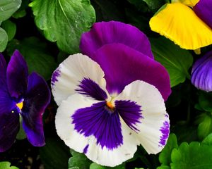 Preview wallpaper pansies, flowers, bright, flowerbed, green, close-up