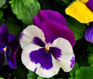 Preview wallpaper pansies, flowers, bright, flowerbed, green, close-up