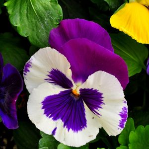 Preview wallpaper pansies, flowers, bright, flowerbed, green, close-up