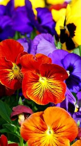 Preview wallpaper pansies, flowers, bright, colorful