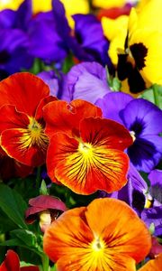 Preview wallpaper pansies, flowers, bright, colorful