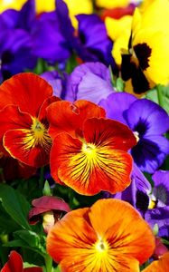 Preview wallpaper pansies, flowers, bright, colorful