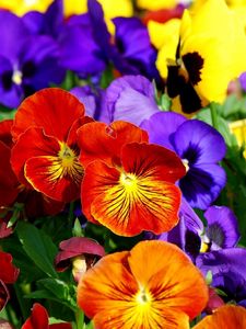 Preview wallpaper pansies, flowers, bright, colorful