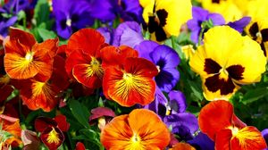 Preview wallpaper pansies, flowers, bright, colorful