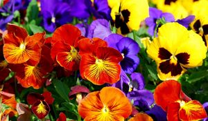 Preview wallpaper pansies, flowers, bright, colorful