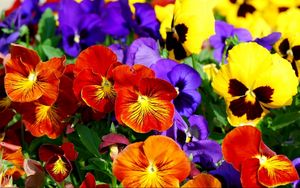 Preview wallpaper pansies, flowers, bright, colorful