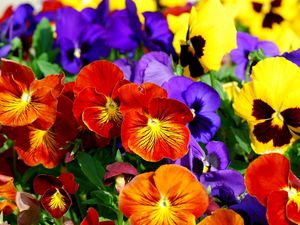 Preview wallpaper pansies, flowers, bright, colorful