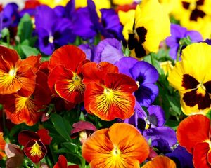 Preview wallpaper pansies, flowers, bright, colorful