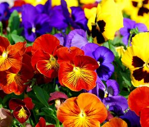 Preview wallpaper pansies, flowers, bright, colorful