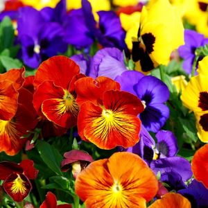 Preview wallpaper pansies, flowers, bright, colorful