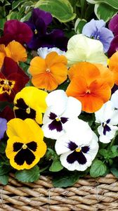 Preview wallpaper pansies, flowers, bright, basket