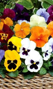 Preview wallpaper pansies, flowers, bright, basket