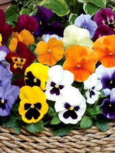 Preview wallpaper pansies, flowers, bright, basket