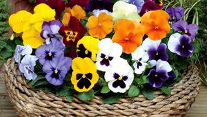 Preview wallpaper pansies, flowers, bright, basket