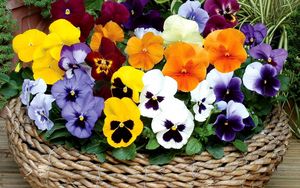 Preview wallpaper pansies, flowers, bright, basket