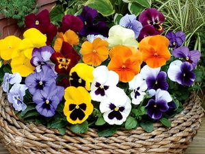 Preview wallpaper pansies, flowers, bright, basket