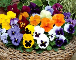 Preview wallpaper pansies, flowers, bright, basket