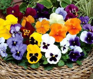 Preview wallpaper pansies, flowers, bright, basket