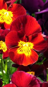 Preview wallpaper pansies, flowers, bright, colorful, sunny, flowerbed