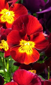 Preview wallpaper pansies, flowers, bright, colorful, sunny, flowerbed