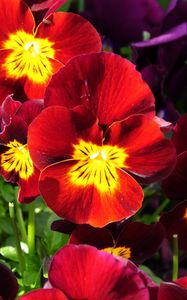 Preview wallpaper pansies, flowers, bright, colorful, sunny, flowerbed