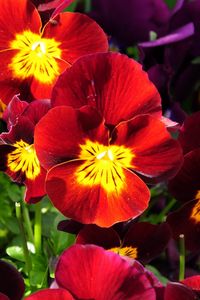 Preview wallpaper pansies, flowers, bright, colorful, sunny, flowerbed
