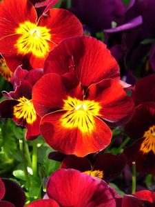 Preview wallpaper pansies, flowers, bright, colorful, sunny, flowerbed