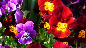 Preview wallpaper pansies, flowers, bright, colorful, sunny, flowerbed