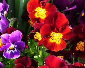 Preview wallpaper pansies, flowers, bright, colorful, sunny, flowerbed