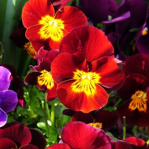 Preview wallpaper pansies, flowers, bright, colorful, sunny, flowerbed