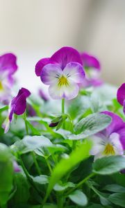 Preview wallpaper pansies, flowers, close up, herbs