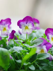 Preview wallpaper pansies, flowers, close up, herbs