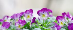 Preview wallpaper pansies, flowers, close up, herbs