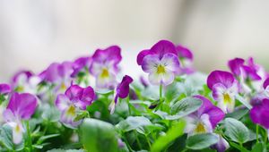 Preview wallpaper pansies, flowers, close up, herbs