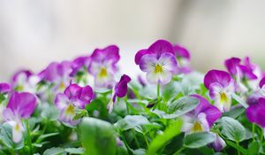 Preview wallpaper pansies, flowers, close up, herbs