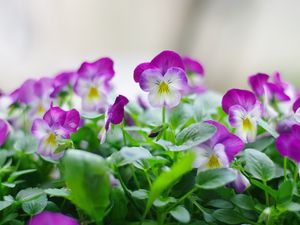 Preview wallpaper pansies, flowers, close up, herbs