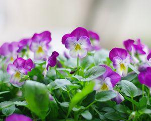 Preview wallpaper pansies, flowers, close up, herbs